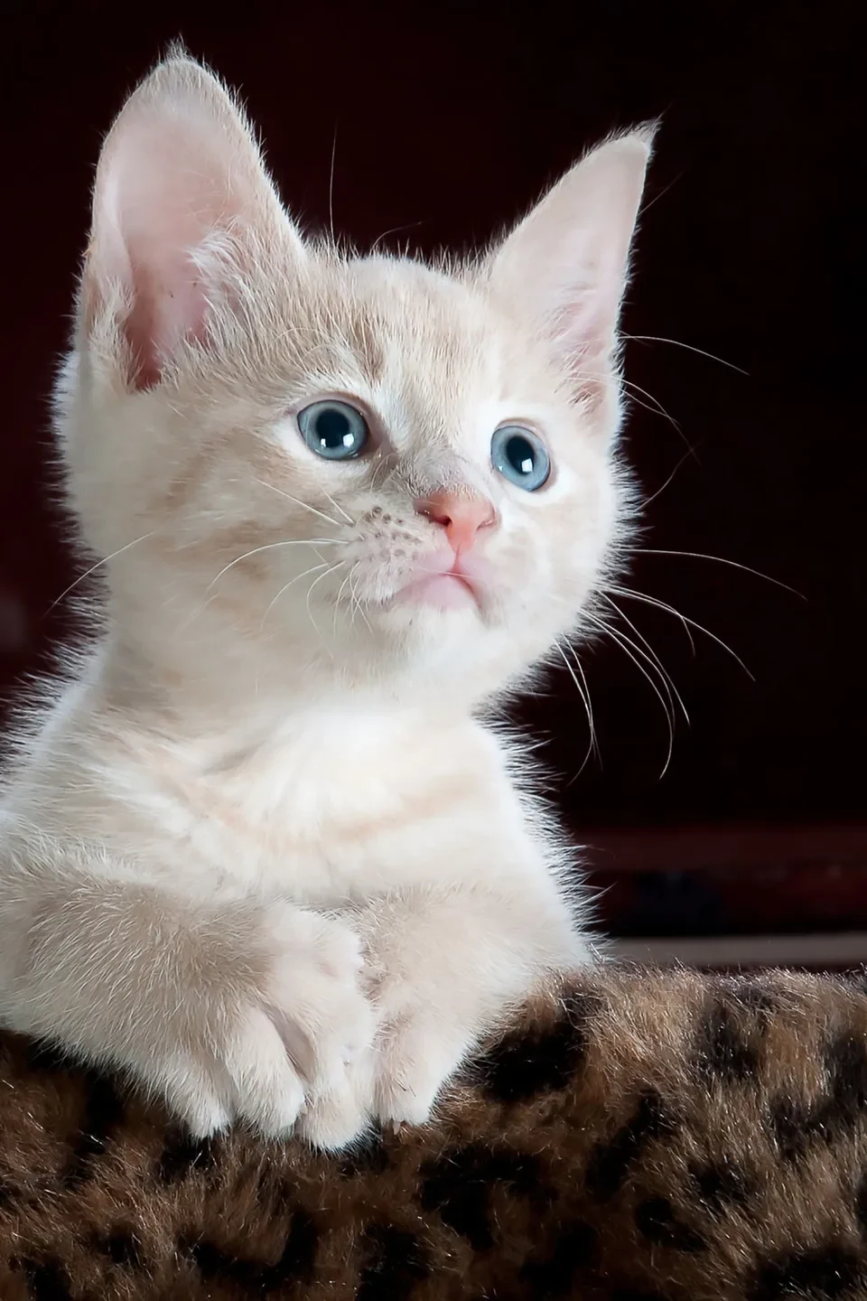Kitten photograph used in the NanoPic reference conversion example